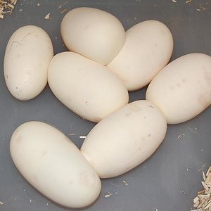 Mojave 13-7-12 (7),..jpg