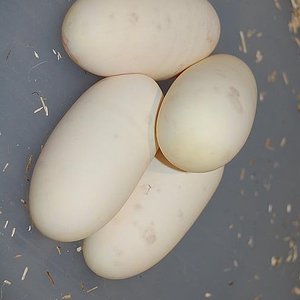 cinnamon 17-7-2012 (3).jpg