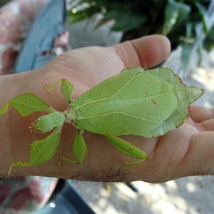 ohoja ok (Small).jpg