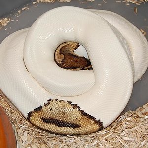 Puesta pied 27-7-12.jpg