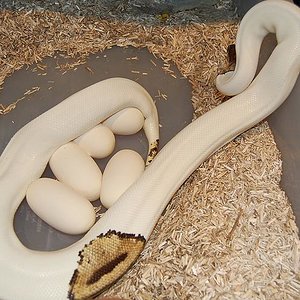 Puesta pied 27-7-12 (4).jpg