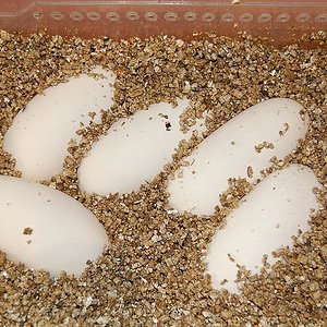 Puesta pied 27-7-12 (8).jpg