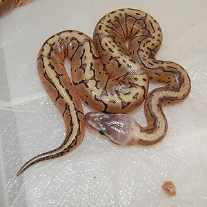 Lemon Blast macho 5-8-12 (2).jpg