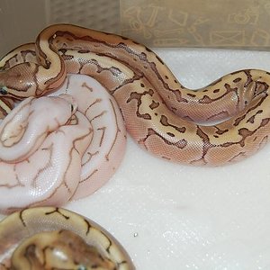 kingpin macho 5-8-12.jpg