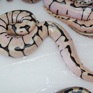 puesta firefly  spider 7-8-12 (3).jpg