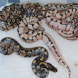 puesta firefly  spider 7-8-12 (5).jpg