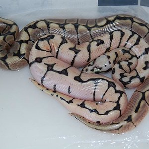 puesta firefly  spider 7-8-12.jpg