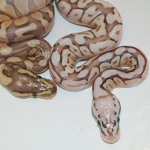 queen bee & enchi butter pastel (4).jpg