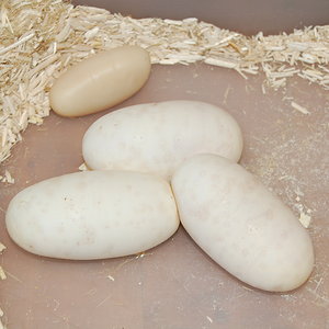 puesta fire 24-8-12 (5).JPG