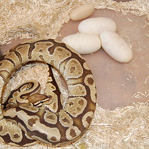 puesta fire 24-8-12 (4).JPG