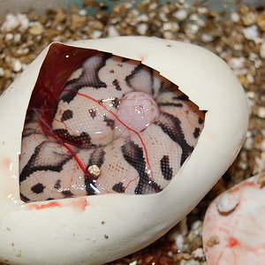 pewter x pastel 1 , 1-9-12 (2).jpg