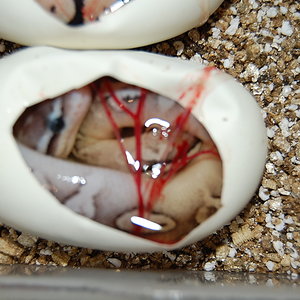 pewter x pastel 1 , 1-9-12 (3).jpg