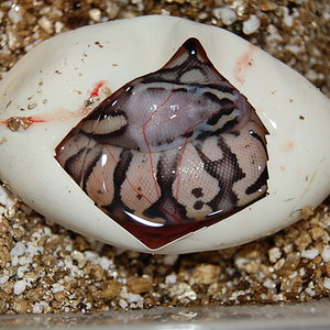 pewter x pastel 1 , 1-9-12.jpg