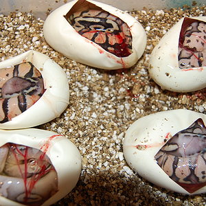 pewter x pastel 1 , 1-9-12 (4).jpg