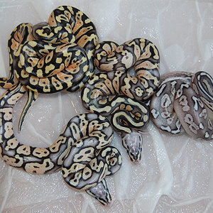 pewter x pastel 4-9-12 (4).JPG