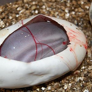 pewter x cinnamon 6-7-12 (5).jpg