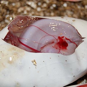 pewter x cinnamon 6-7-12 (6).jpg