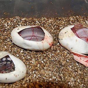 pewter x cinnamon 6-7-12 (4).jpg