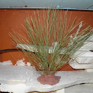 terrario hierros 42.jpg