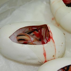 pieds 18-9-2012 (3).jpg