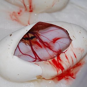 pieds 18-9-2012 (6).jpg