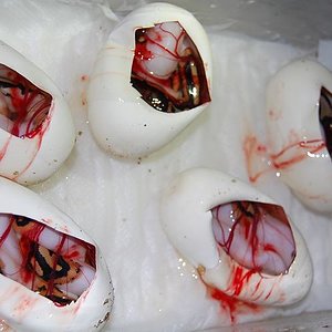 pieds 18-9-2012 (2).jpg