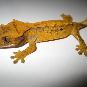 cili2012 (4) (640x480).jpg