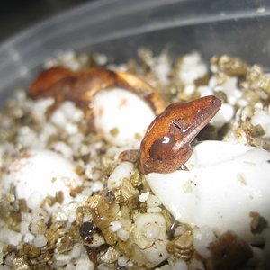 cili2012 (2) (640x480).jpg