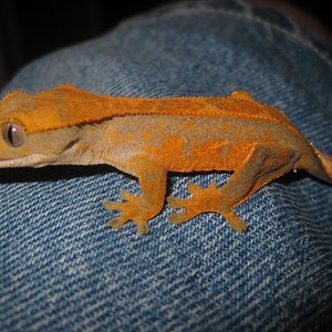 Ciliatus2012 (5) (640x480).jpg