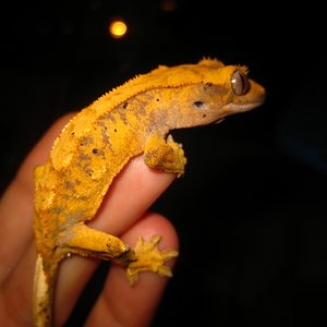 Ciliatus2012 (9) (640x480).jpg