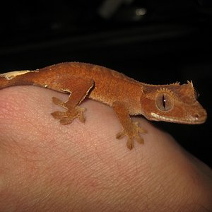 Ciliatus2012 (16).jpg