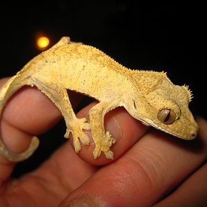 Ciliatus2012 (17).jpg