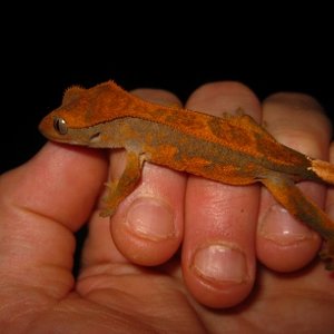 Ciliatus2012 (21).jpg