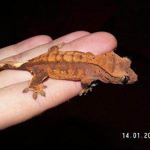 Ciliatus2012 (18).jpg