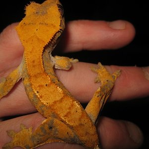 Ciliatus2012 (24).jpg