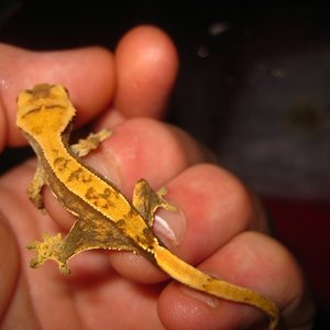 Ciliatus2012 (28).jpg