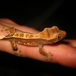 Ciliatus2012 (30) (640x480).jpg