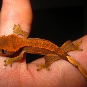 Ciliatus2012 (33).jpg