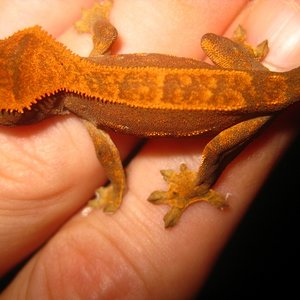 Ciliatus2012 (34) (640x480).jpg