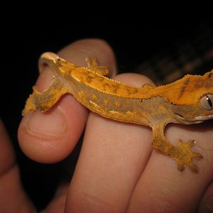 Ciliatus2012 (36) (640x480).jpg