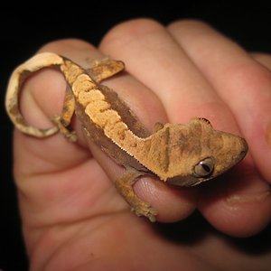 Ciliatus2012 (41) (640x480).jpg