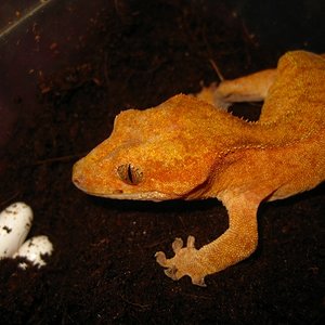 Ciliatus2012 (26) (640x480).jpg