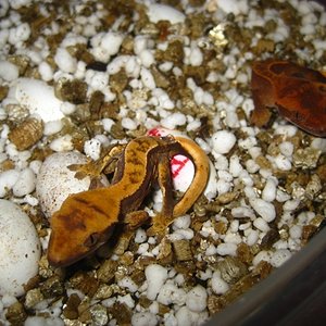 Ciliatus2012 (27) (640x480).jpg