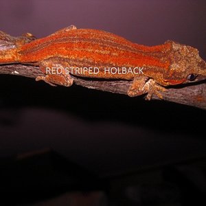 NOT FOR SALE (2).jpg