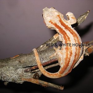 NOT FOR SALE (3).jpg