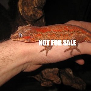 Auri (2) (400x300).jpg