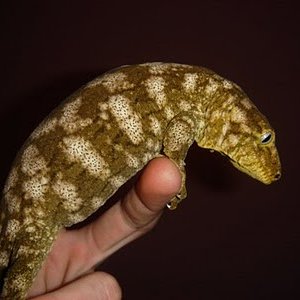 Leachi2012 (1) (400x300).jpg