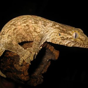 Leachi2012 (2) (640x480).jpg