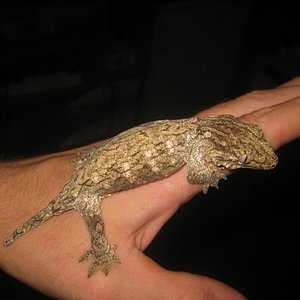 Leachi2012 (7) (640x480).jpg