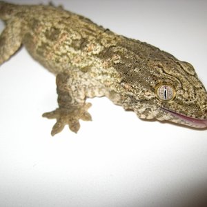 Leachi2012 (8) (640x480).jpg